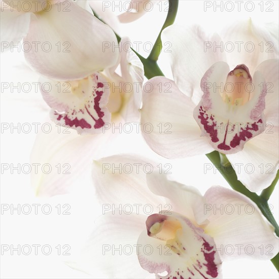 Still life of orchids.