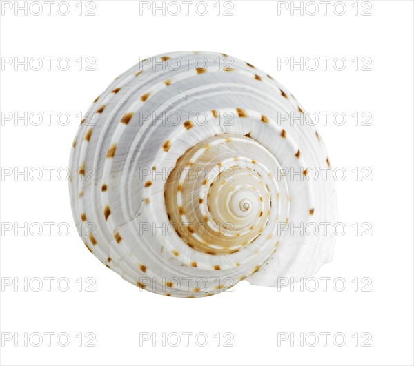 Spiral shell.