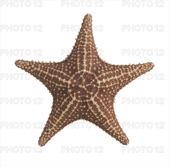 Starfish.