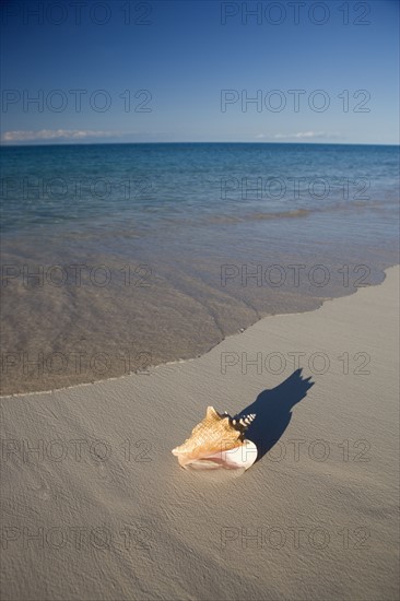 Seashell on beach.