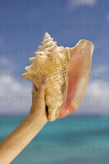 Hand holding conch shell.