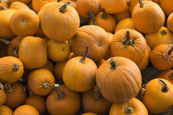 A large group of pumpkins.