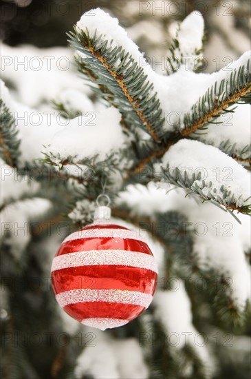 One Christmas ornament hanging in tree.