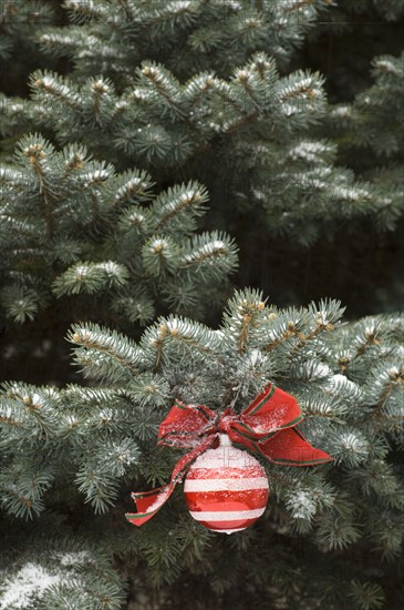 One Christmas ornament hanging in tree.