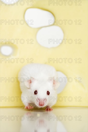 White mouse eating Swiss cheese.