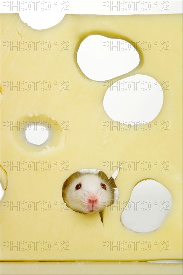 White mouse eating Swiss cheese.