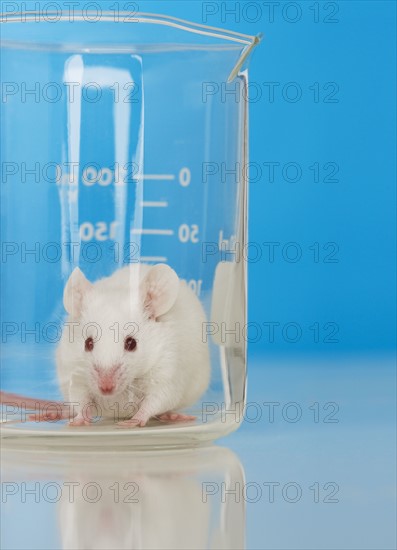 White mouse in lab.