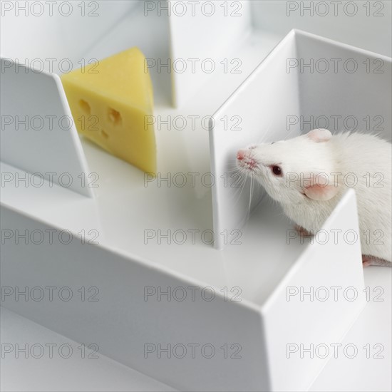 Mouse in a maze.