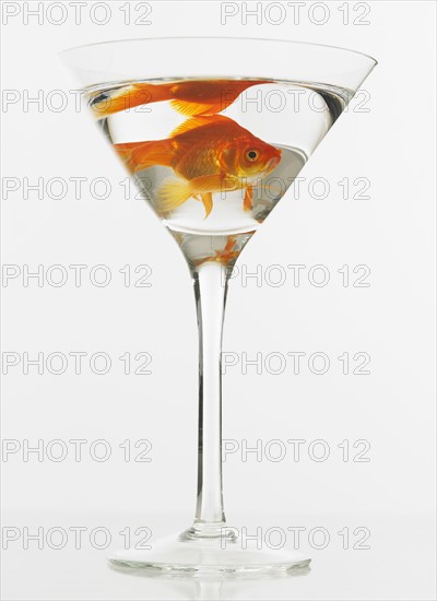 Goldfish swimming in martini glass.