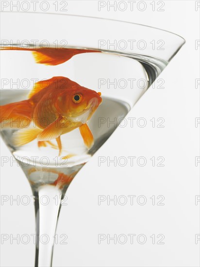 Goldfish swimming in martini glass.