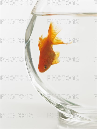 Goldfish in fishbowl.