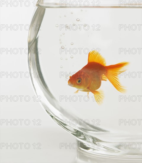 Goldfish in fishbowl.