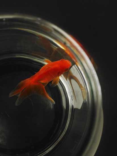 Goldfish in fishbowl.