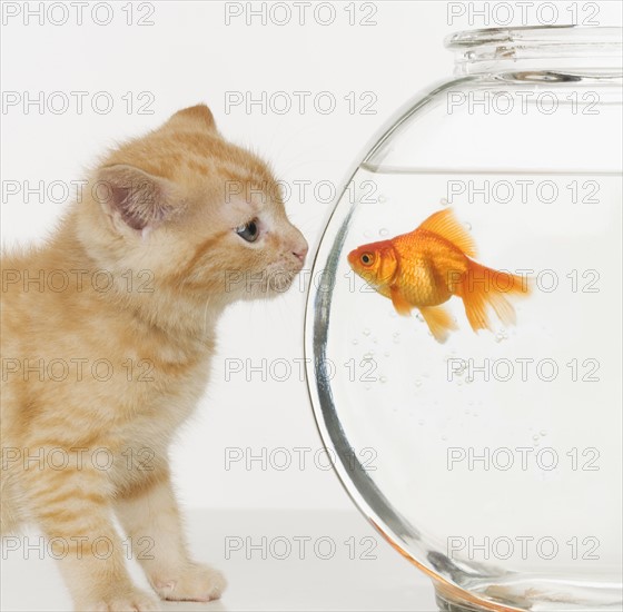Kitten and goldfish looking at each other.