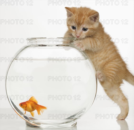 Kitten trying to get at a goldfish.