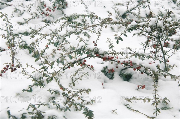 Winter snow scene.