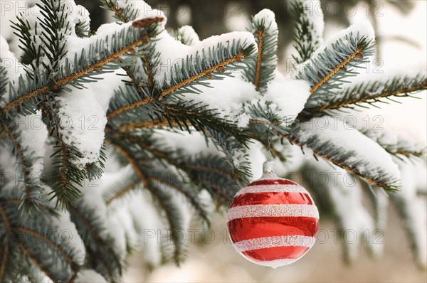 One Christmas ornament hanging in tree.