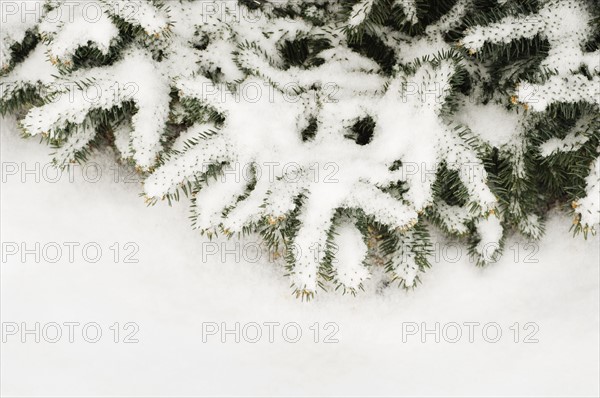 Snow covered pine branch.