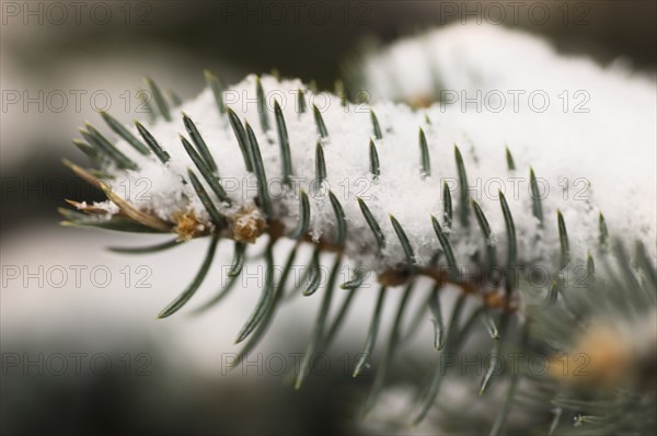 Snow covered pine needles.