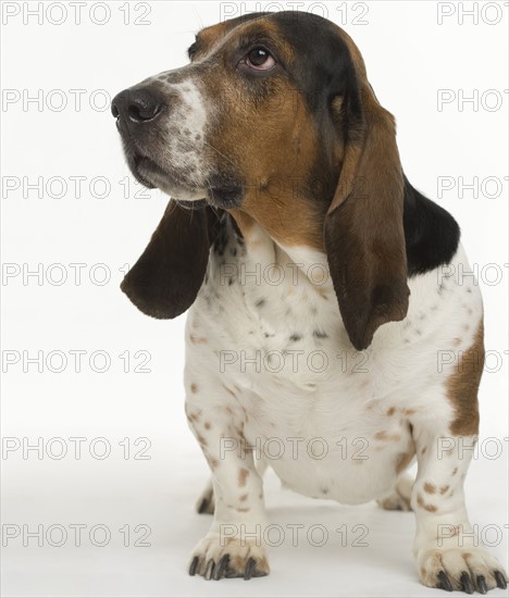 Portrait of a bassett hound.