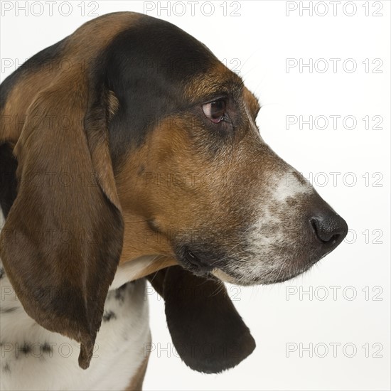 Portrait of a bassett hound.