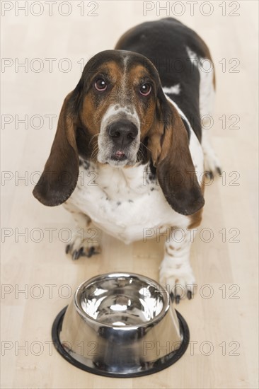 Bassett hound waiting for food.