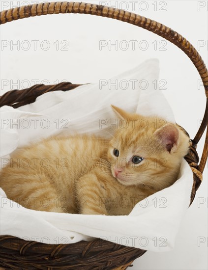 Kitten in a basket.