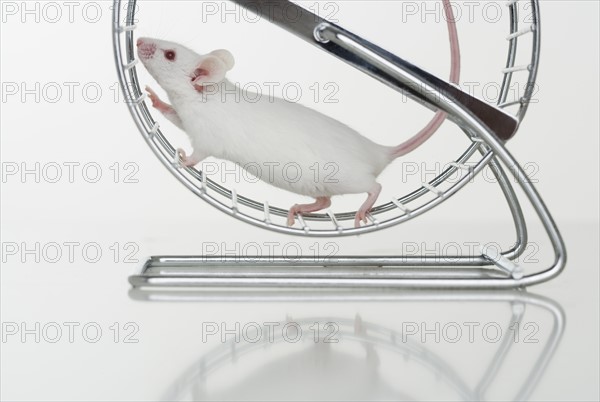 White mouse running on wheel.