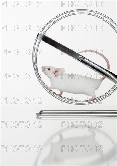 White mouse running on wheel.