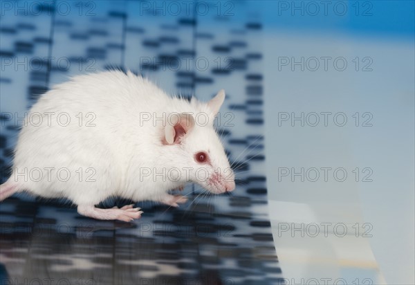 White mouse and DNA.