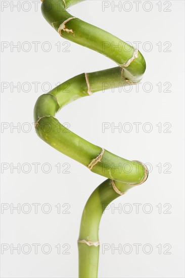 Still life of a green plant.