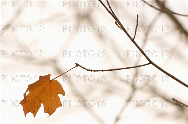 Closeup of lone autumn leaf.