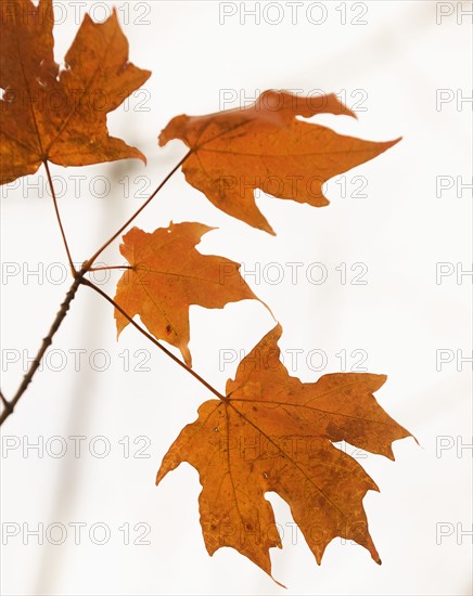 Closeup of autumn leaves.