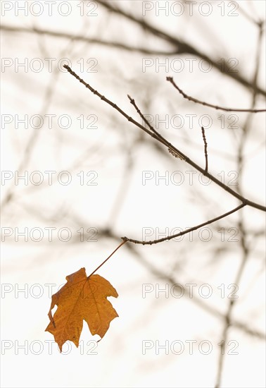 Closeup of lone autumn leaf.