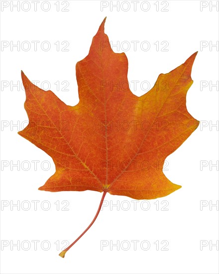 Closeup of an autumn leaf.