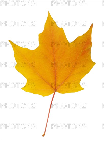 Closeup of an autumn leaf.