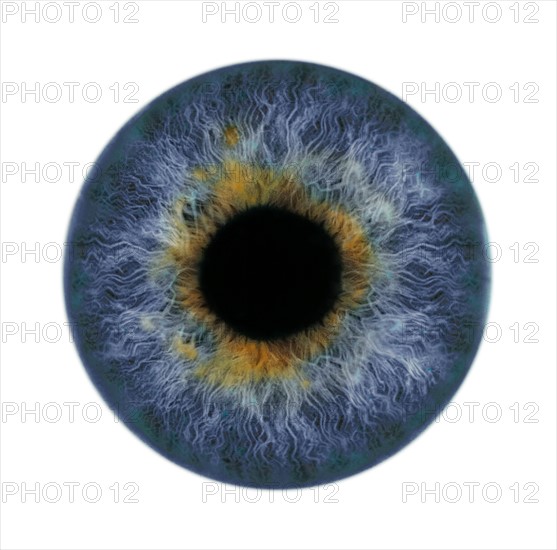 Extreme closeup of a human eye.