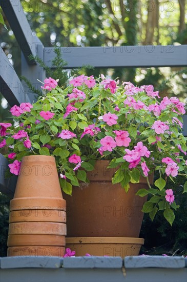 Flowers and flowerpots.