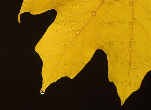 Closeup of fall leaf.