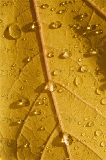 Closeup of fall leaf.