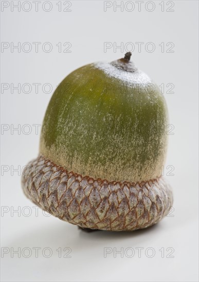 Closeup of an upside down acorn.