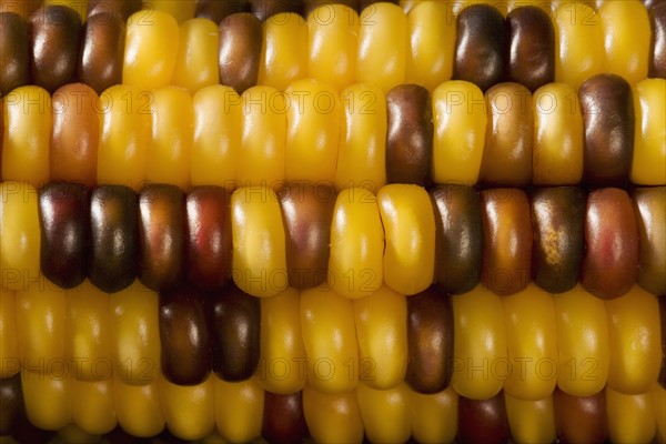 Extreme closeup of Indian corn.