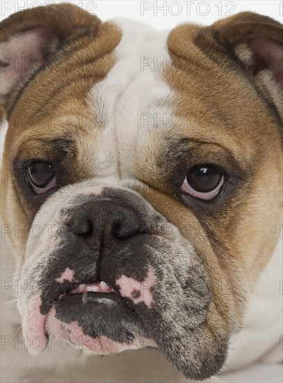 Portrait of a bulldog.