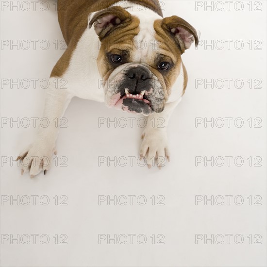 Bulldog looking up at camera.