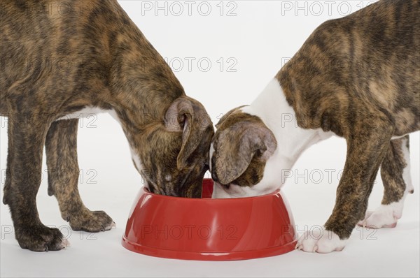 Two Pitbull puppies eating out of one dish.