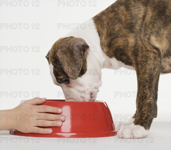 Child feeding a pit bull Terrier puppy.