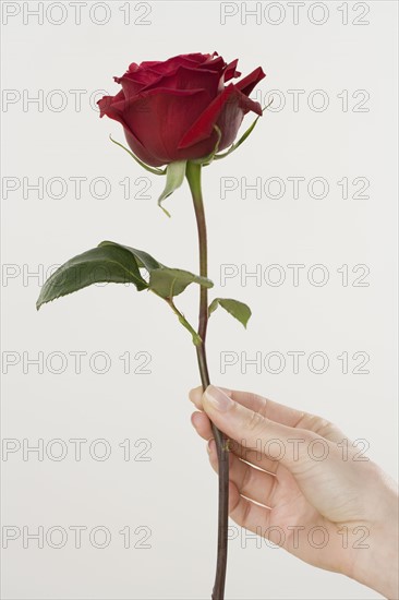 Woman holding a red rose.