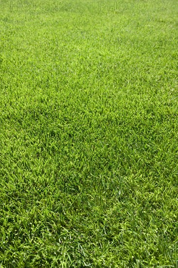 Field of green grass growing outdoors.