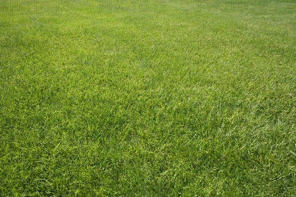 Field of green grass outdoors.