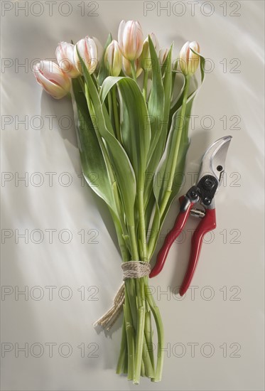 Bunch of pink tulips with garden clippers.